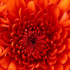 Meet your Posher, Sydney